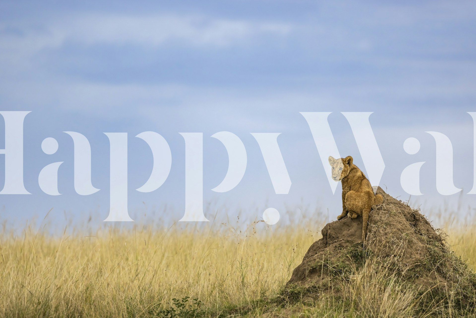Lion sitting on a mound in tall grass with blue sky wallpaper