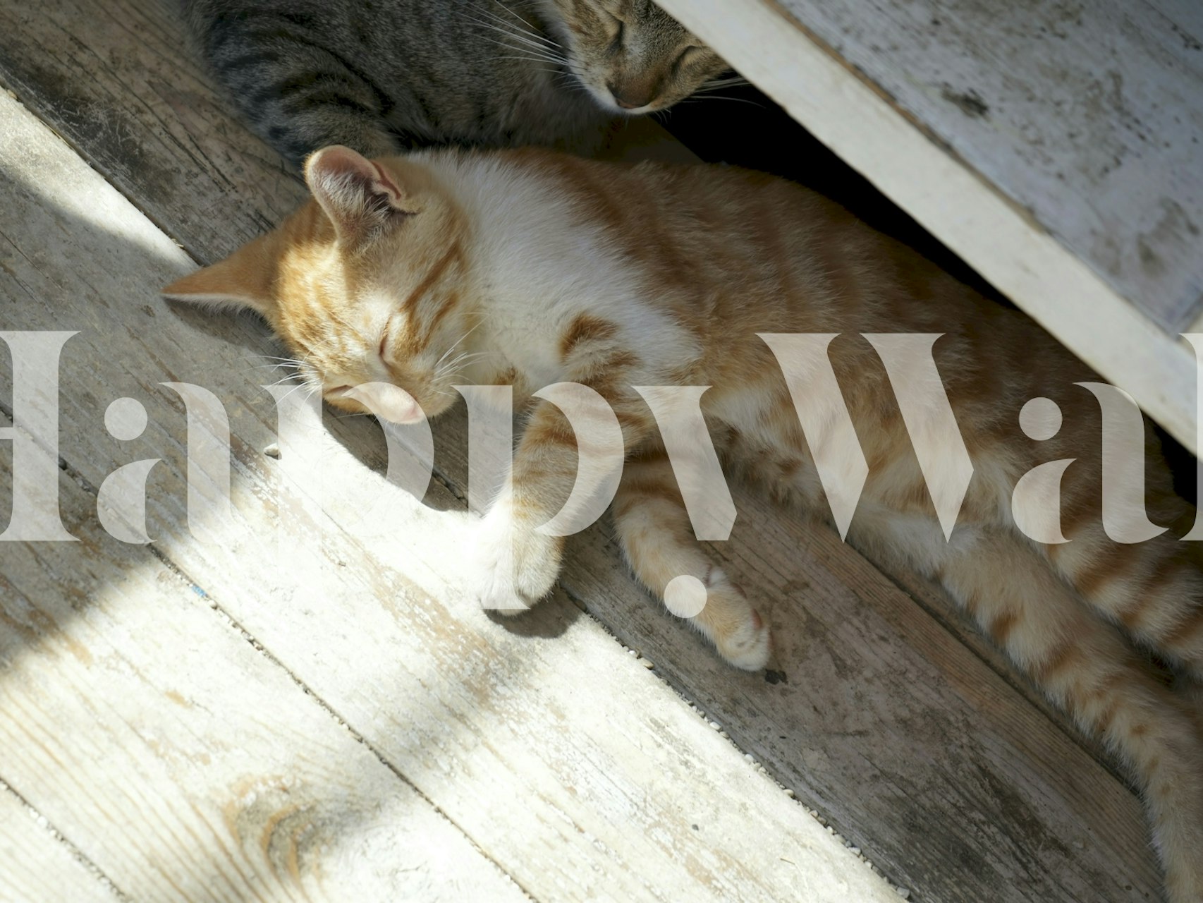 Tabby kat, der sover fredeligt i solbeskinnet rum, vægmaleri