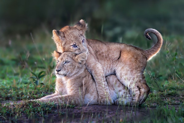 Playful lion cubs