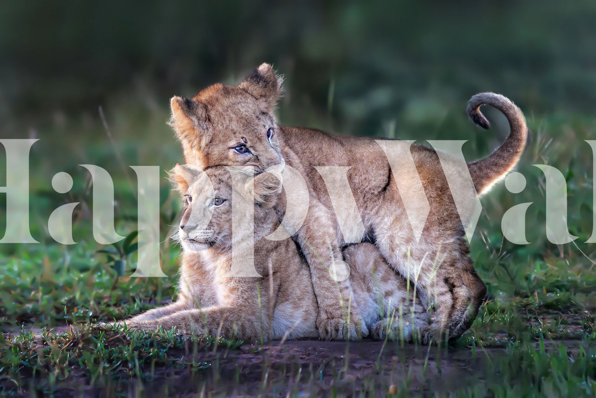 Two playful lion cubs in a wall mural, frolicking in the grass.