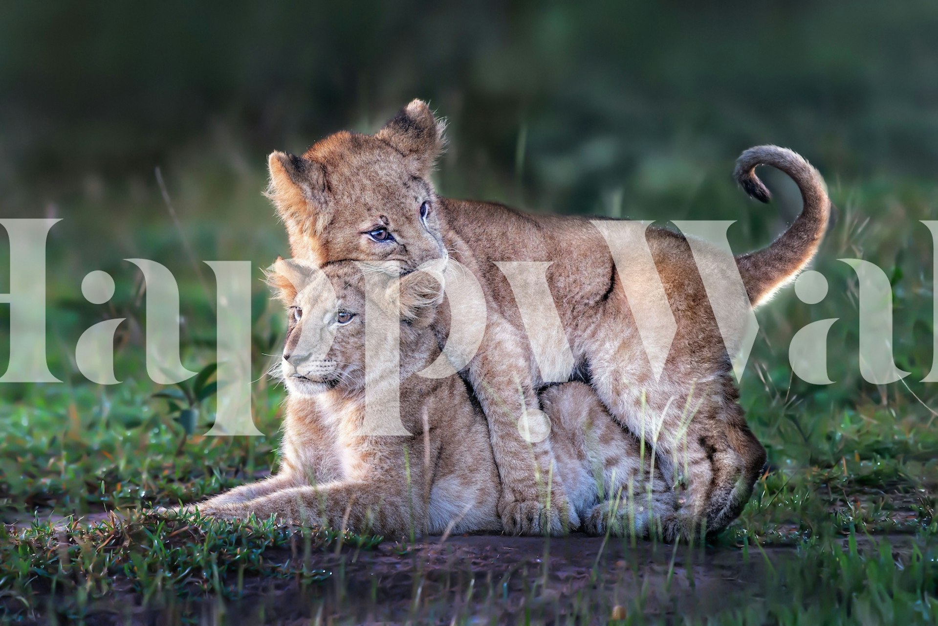 Two playful lion cubs in a wall mural, frolicking in the grass.