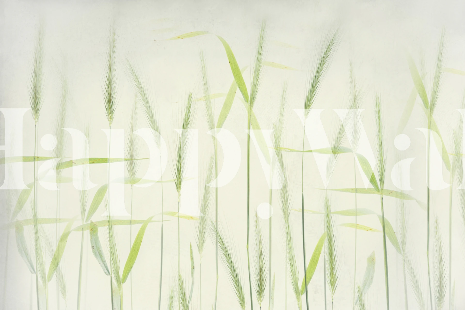 Peinture murale élégante de tiges de maïs douces avec de douces teintes vertes sur un fond blanc cassé.