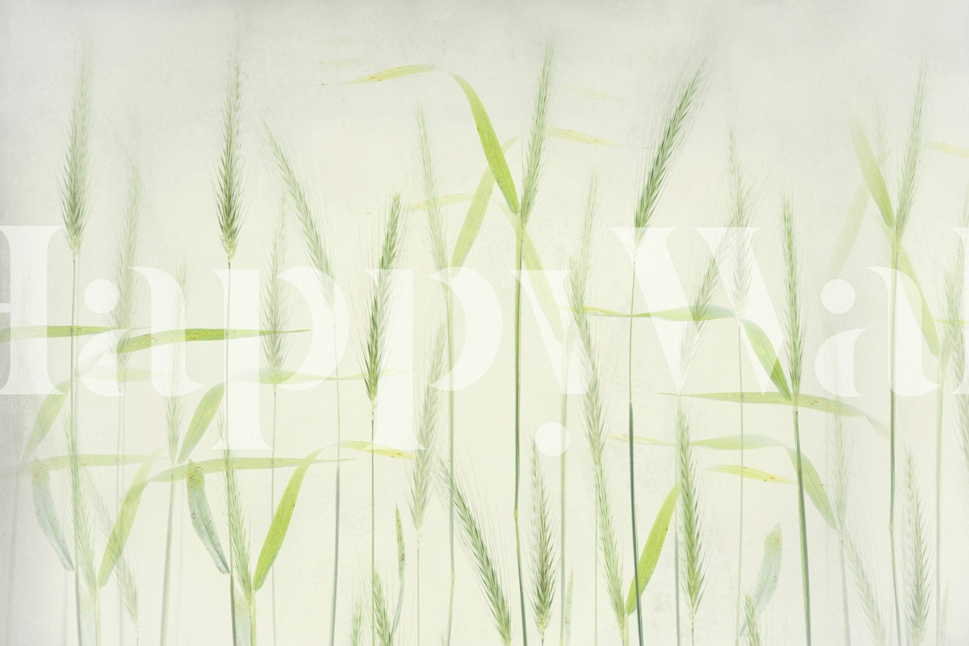 Soft green cornstalks pattern on light background wallpaper