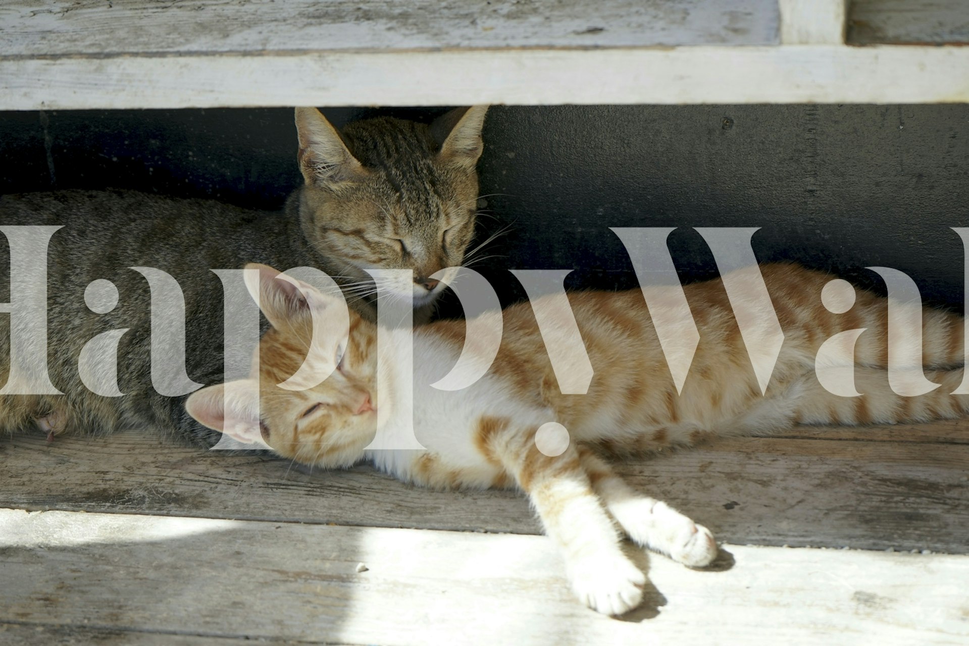 Dreaming Kitty Cats behang in een gezellige kamer
