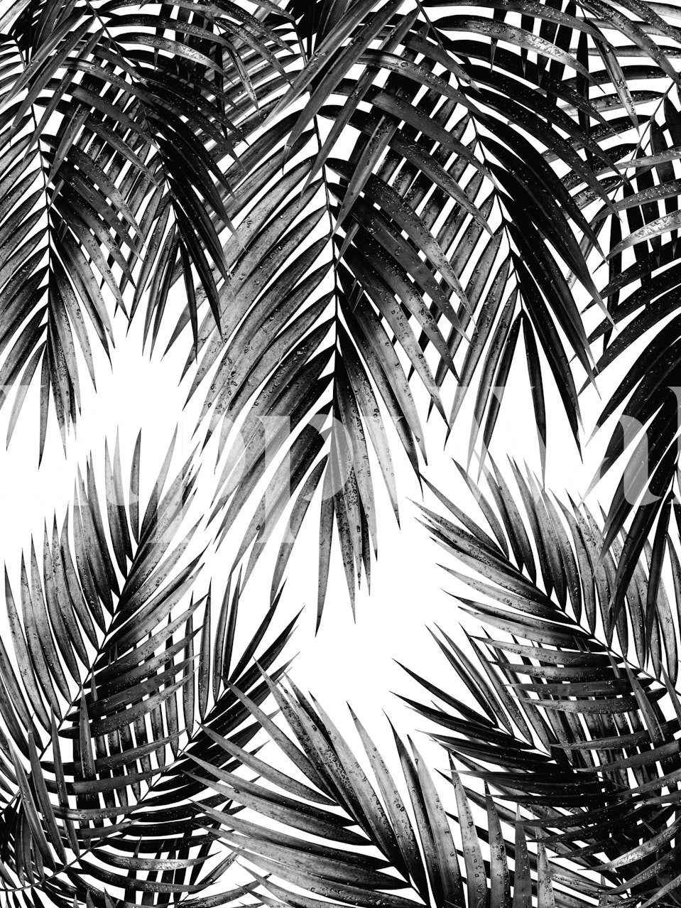 Black tropical palm leaves wallpaper in a repeating pattern