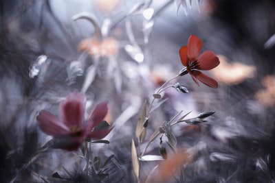 Τοιχογραφία