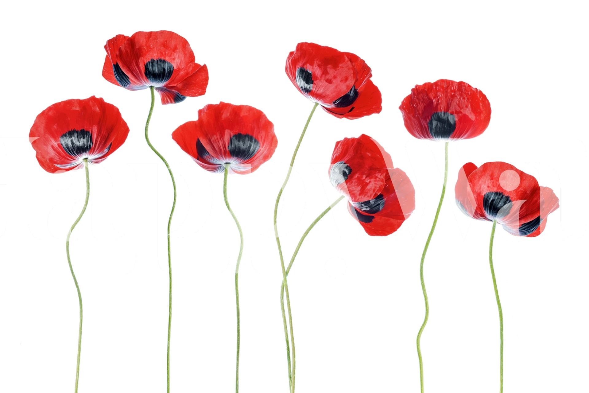 Punaiset unikkokukat seinämaalaukset