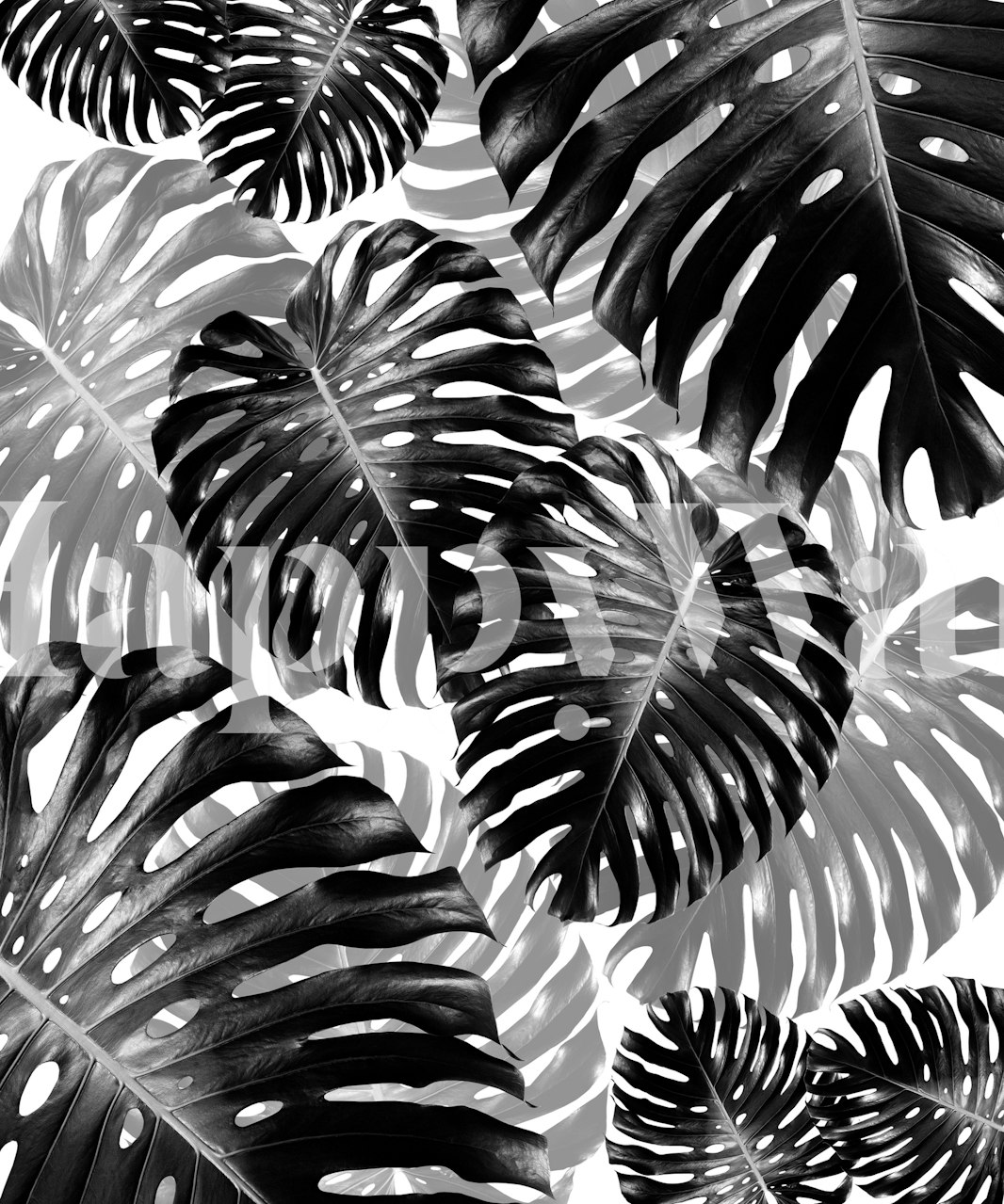 Greyscale monstera leaf pattern wall mural