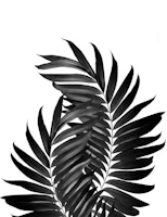 Palm Leaves Black White 5 tapet