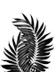 Palm Leaves Black White 5
