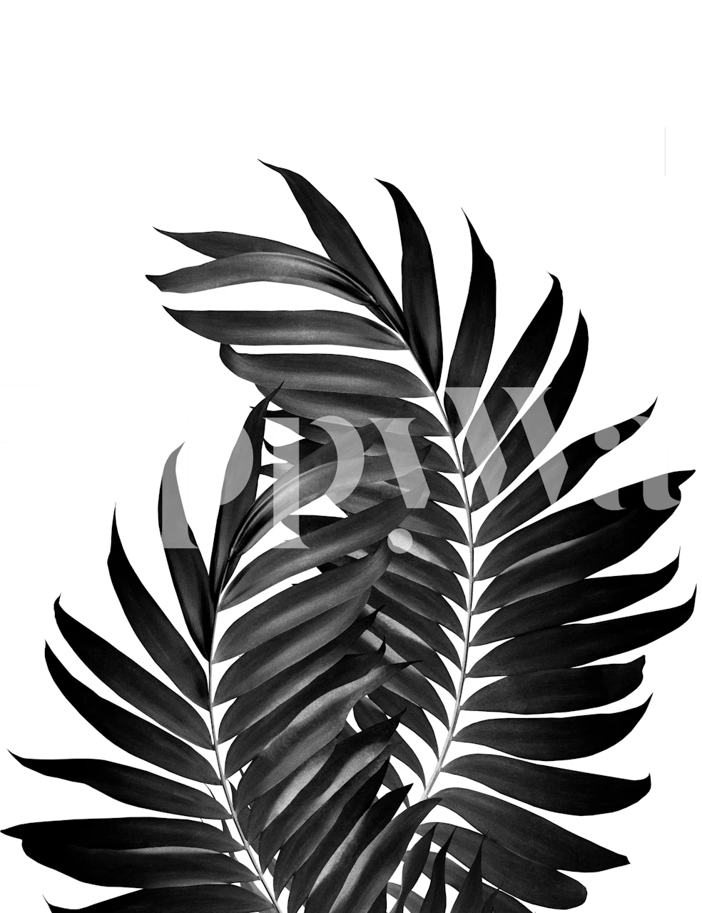 Black palm leaves on a white background wallpaper