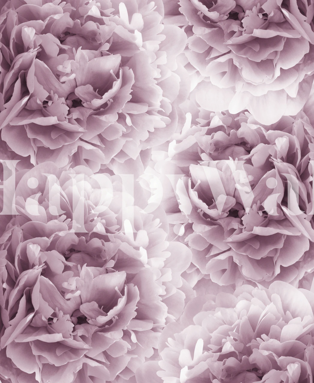 Rauhallinen ja romanttinen mauve pionies seinätapetti sisustukseen.