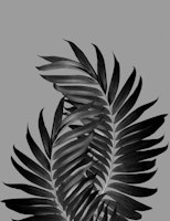 Palm Leaves Gray Black Vibes 1 tapet