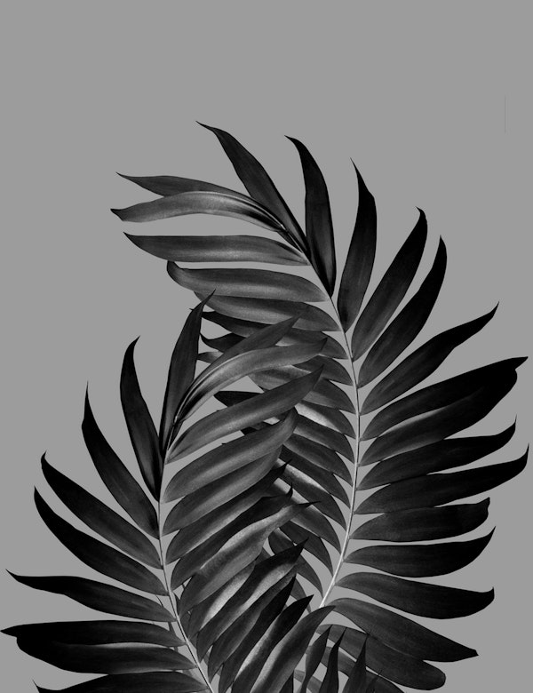 Palm Leaves Gray Black Vibes 1