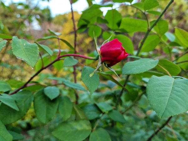The Red Rose Bud