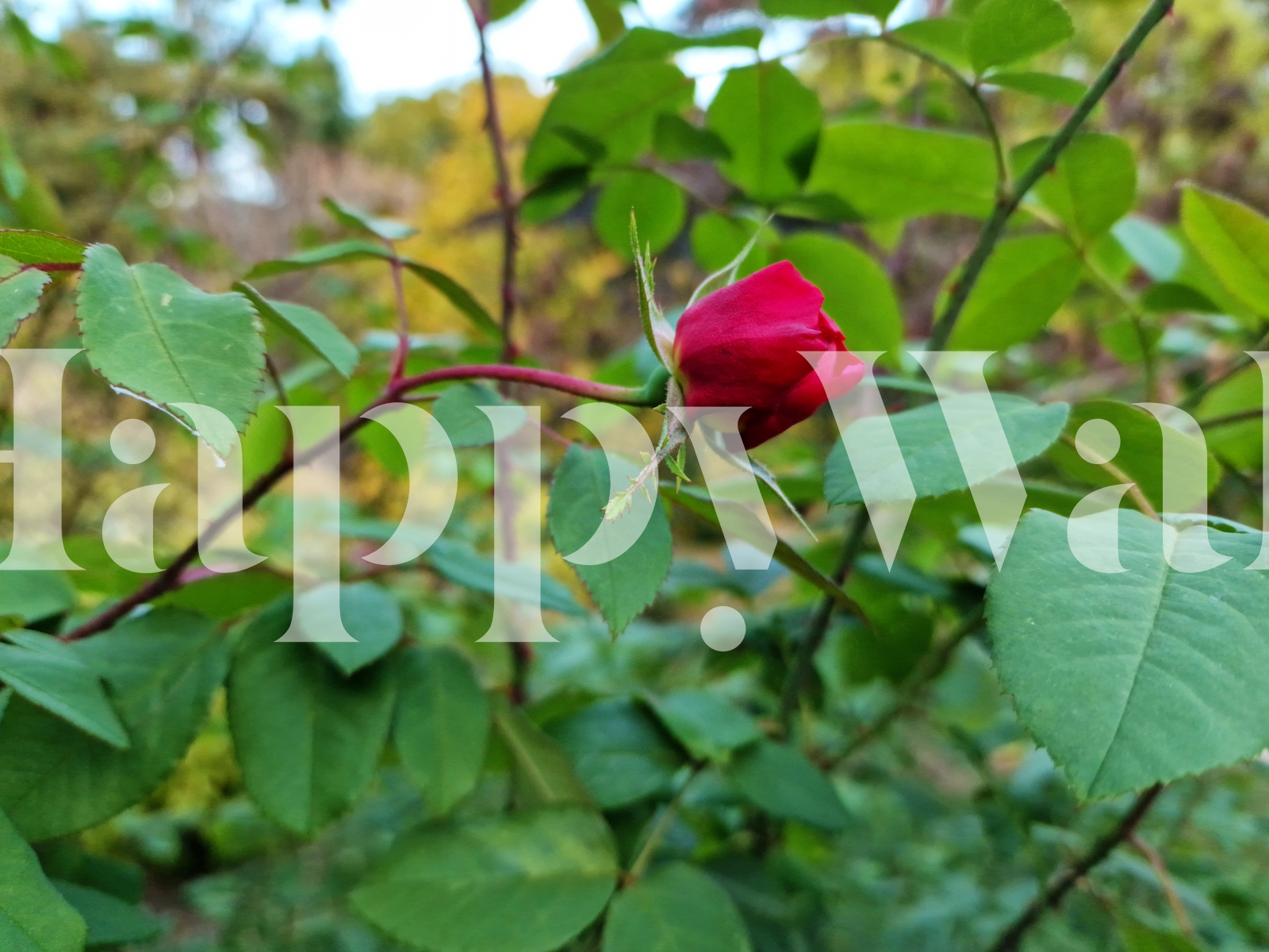 the-red-rose-bud-wallpaper-happywall