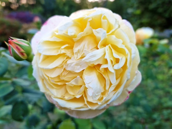 The Yellow Rose