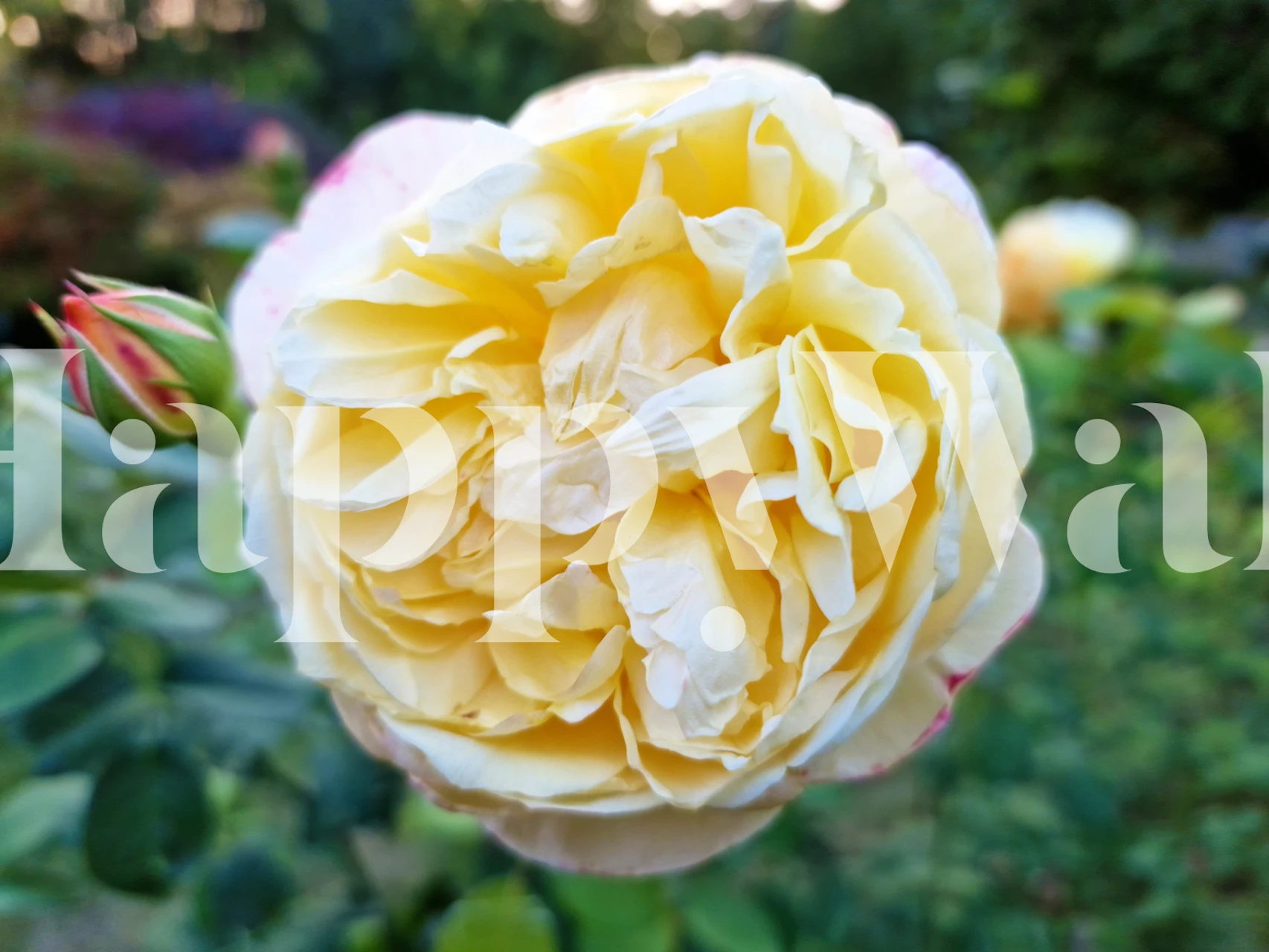 Un mural de pared con una rosa amarilla en flor que añade un toque de sofisticación de la naturaleza a los interiores.