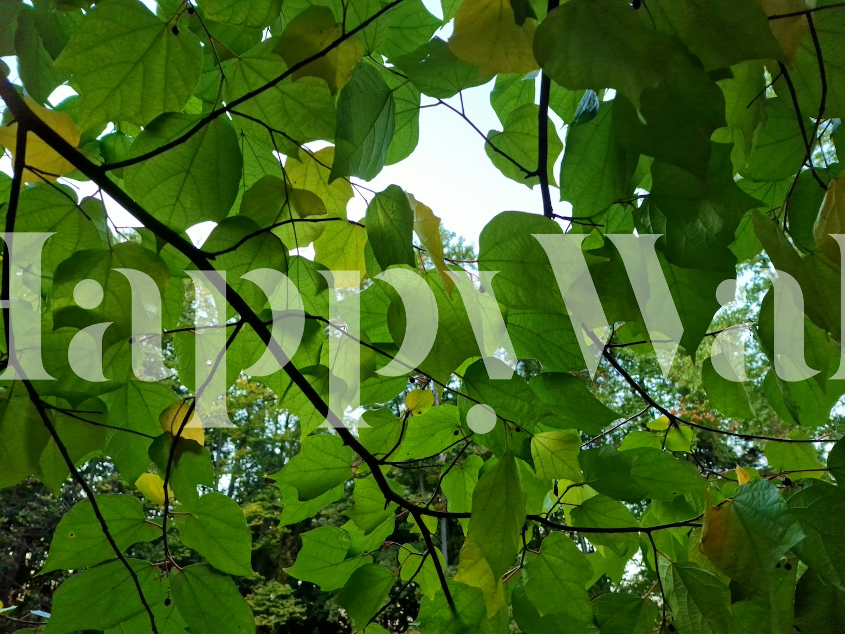 Green leafy treetop canopy with sunlight shining through leaves wall mural