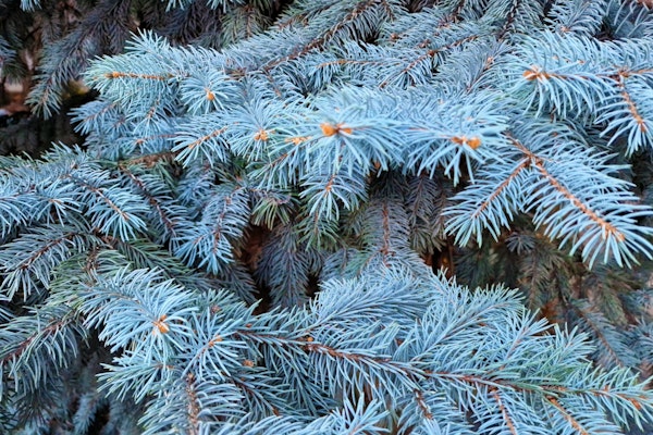 Blue Fir Branches