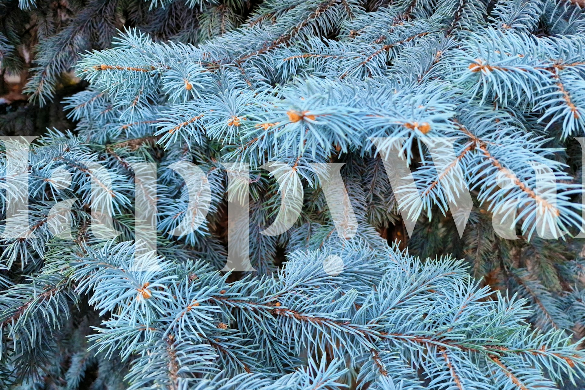 Blue fir branches wallpaper in a room
