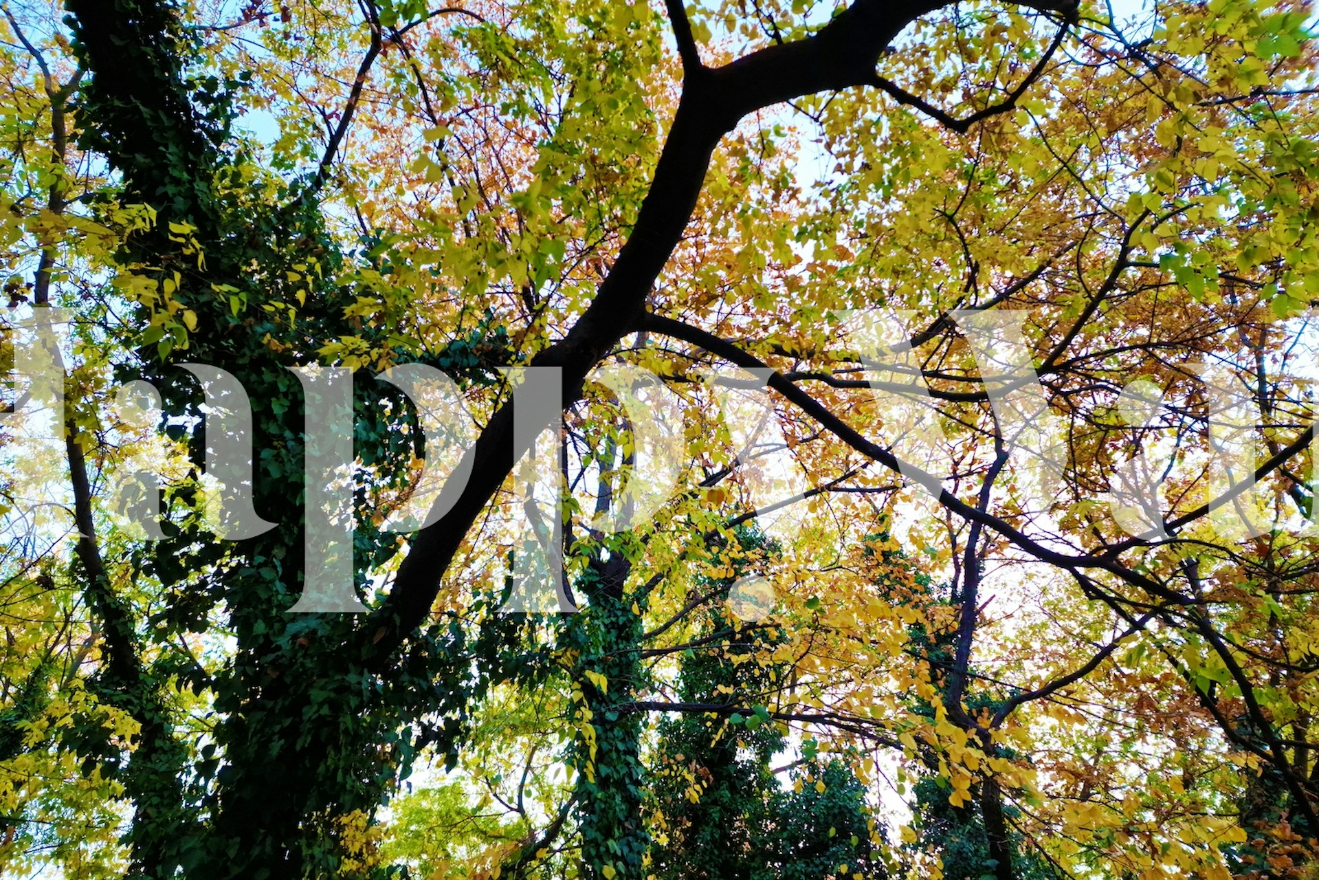 Tree branches with green leaves and yellow foliage wallpaper