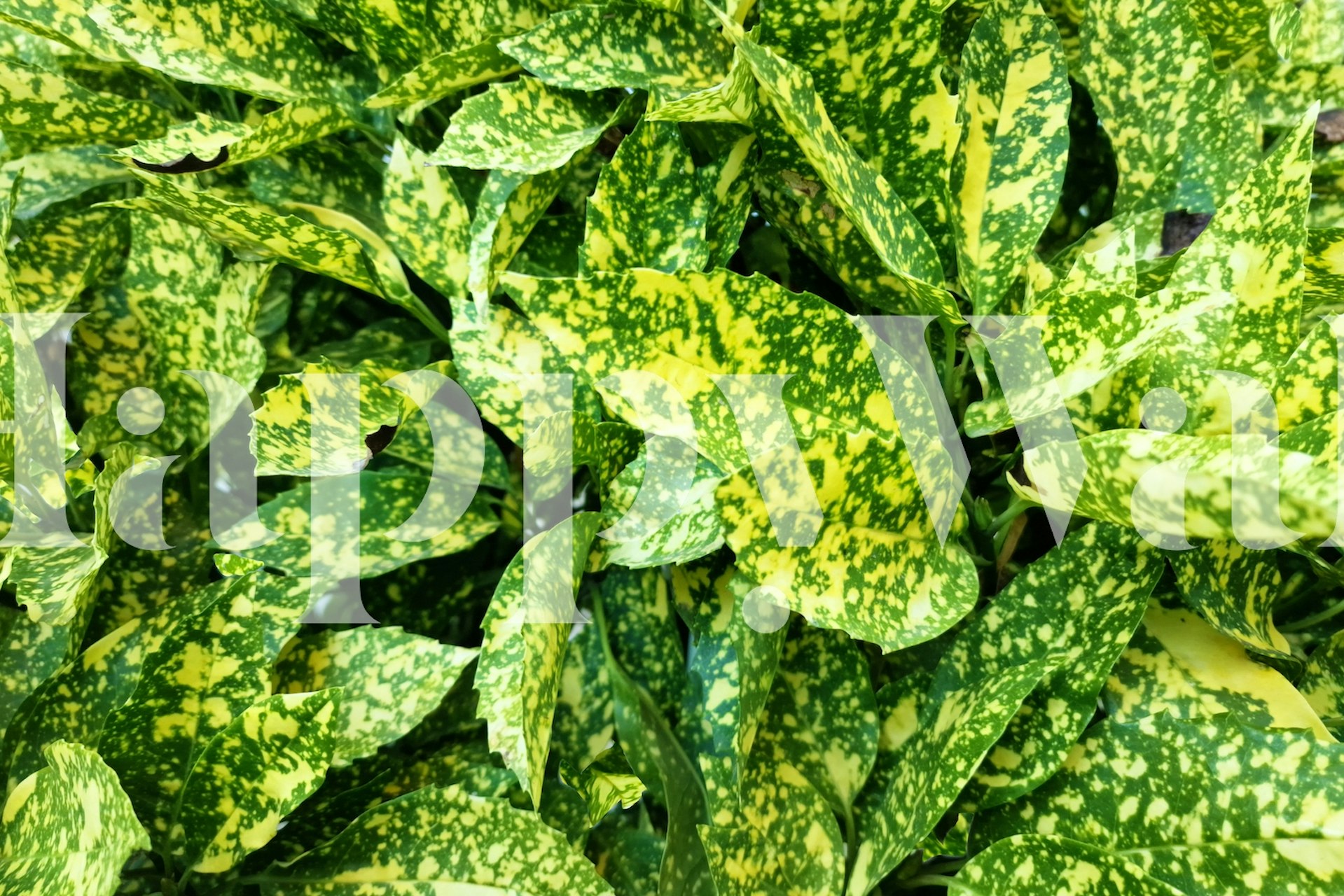 Lush green leaves pattern wall mural for tranquil interior decor