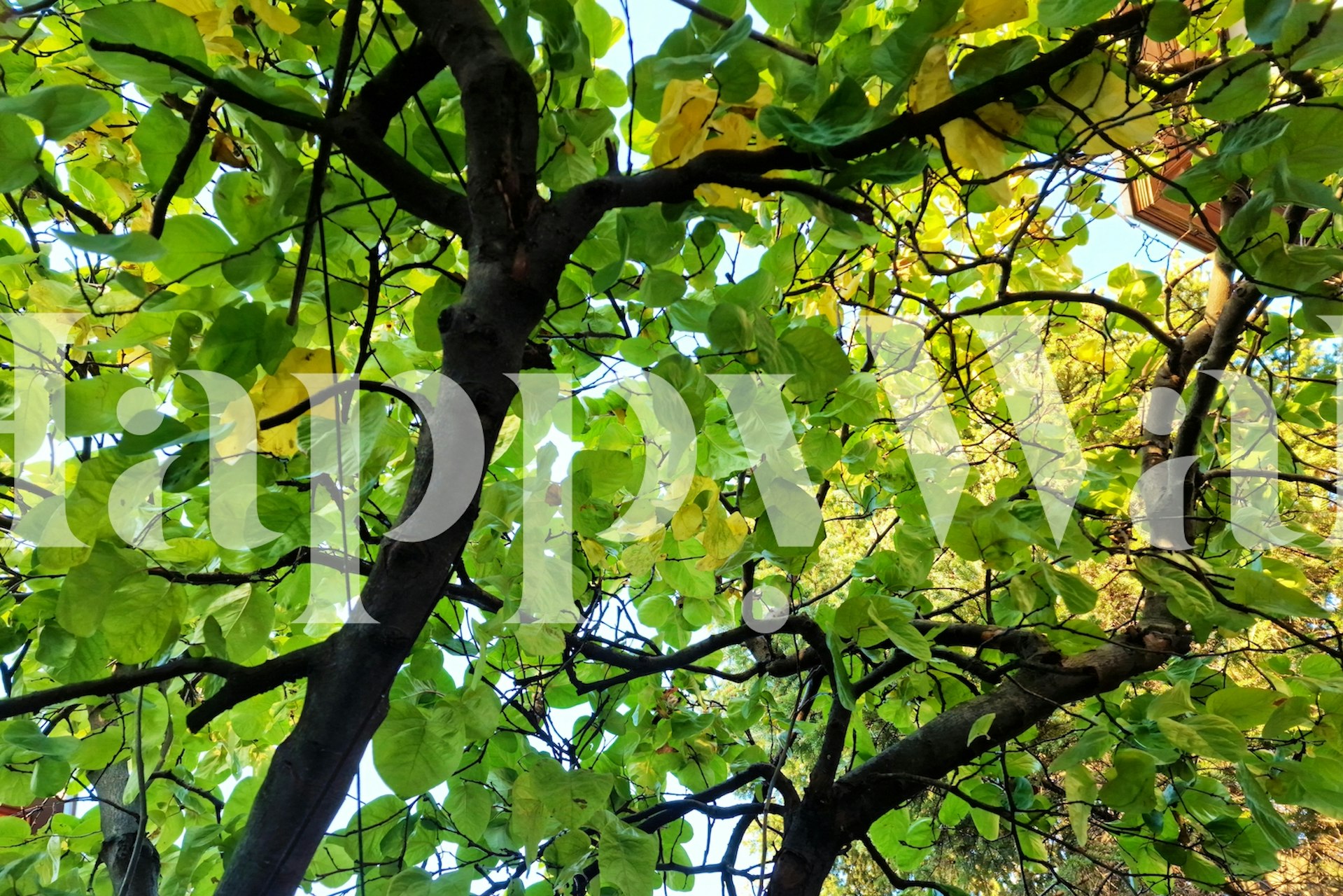 Sun-dappled leaves in a serene forest wall mural