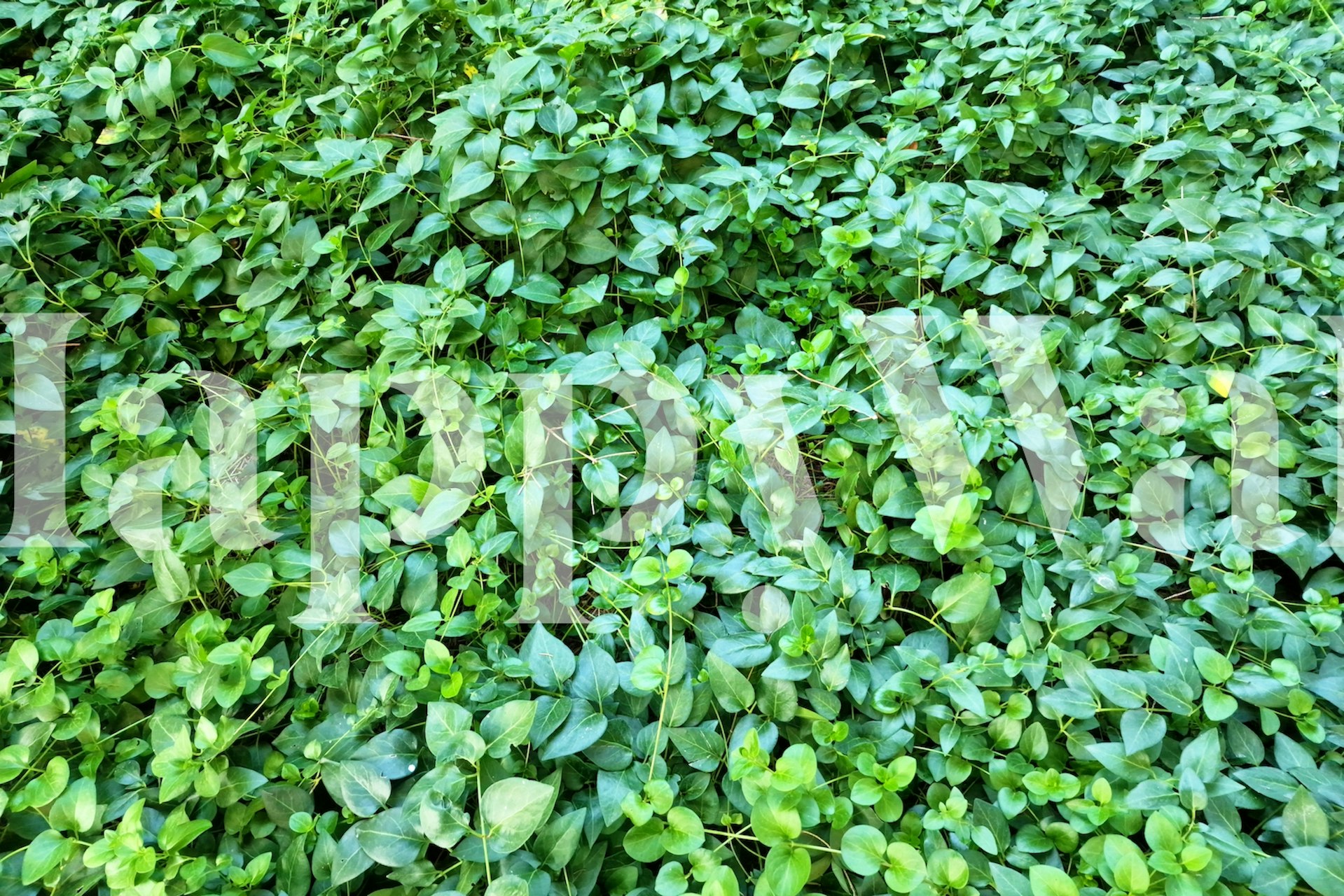 Lush greenery wall mural από πυκνή βλάστηση για χαλαρωτική διακόσμηση εσωτερικού χώρου