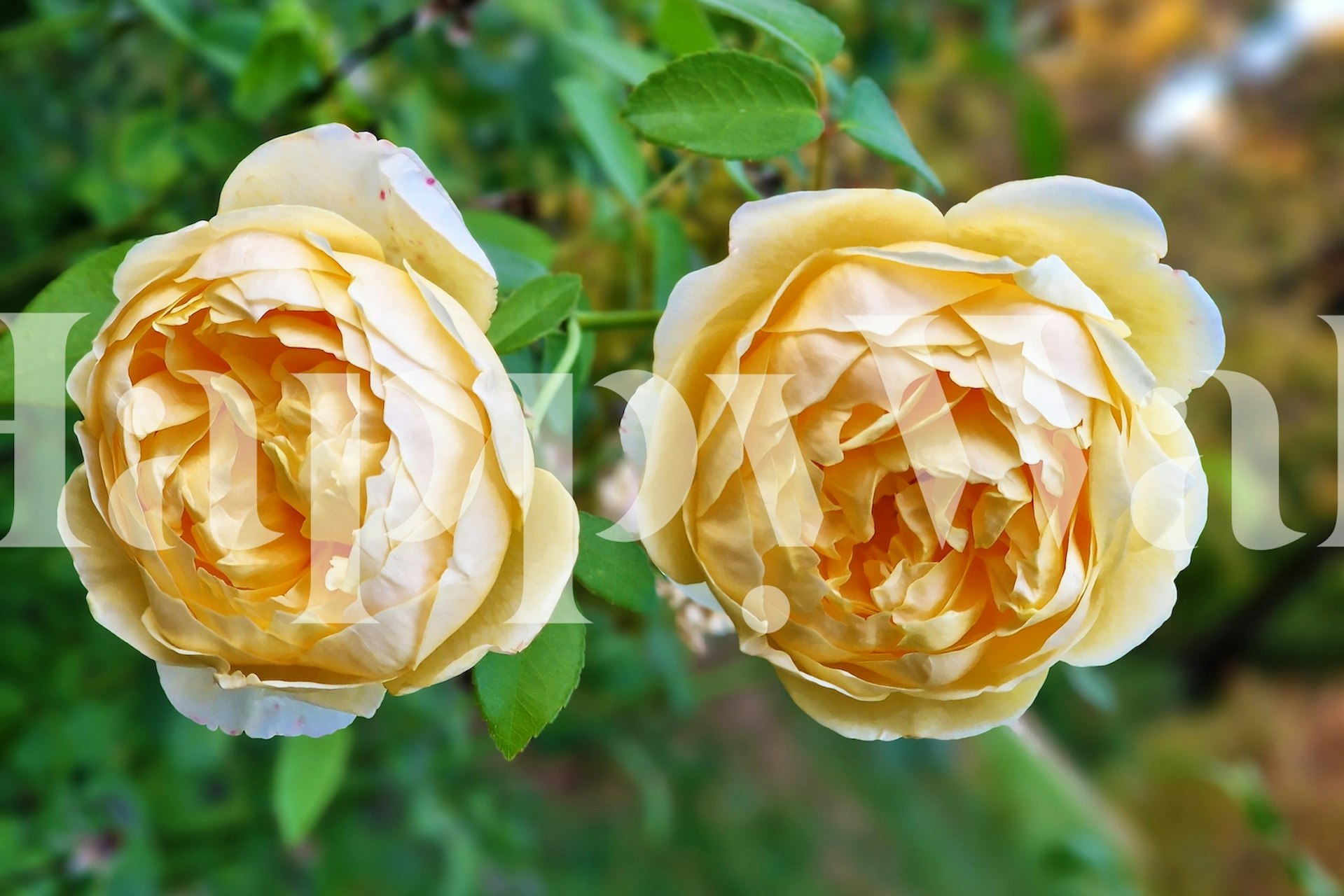 Two yellow roses with green leaves floral wallpaper