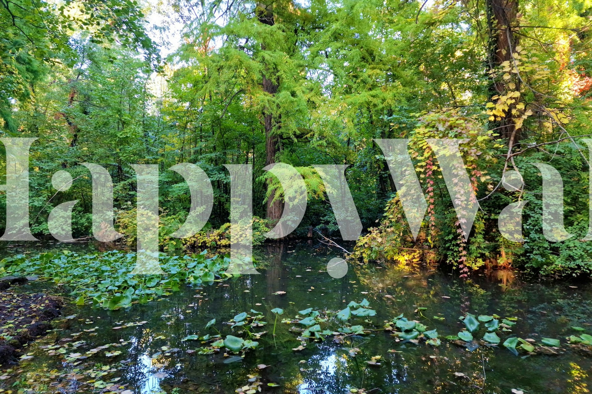 Serene forest pond wall mural with lush greenery and tranquil water