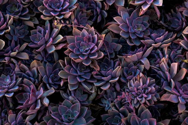 Succulents purple