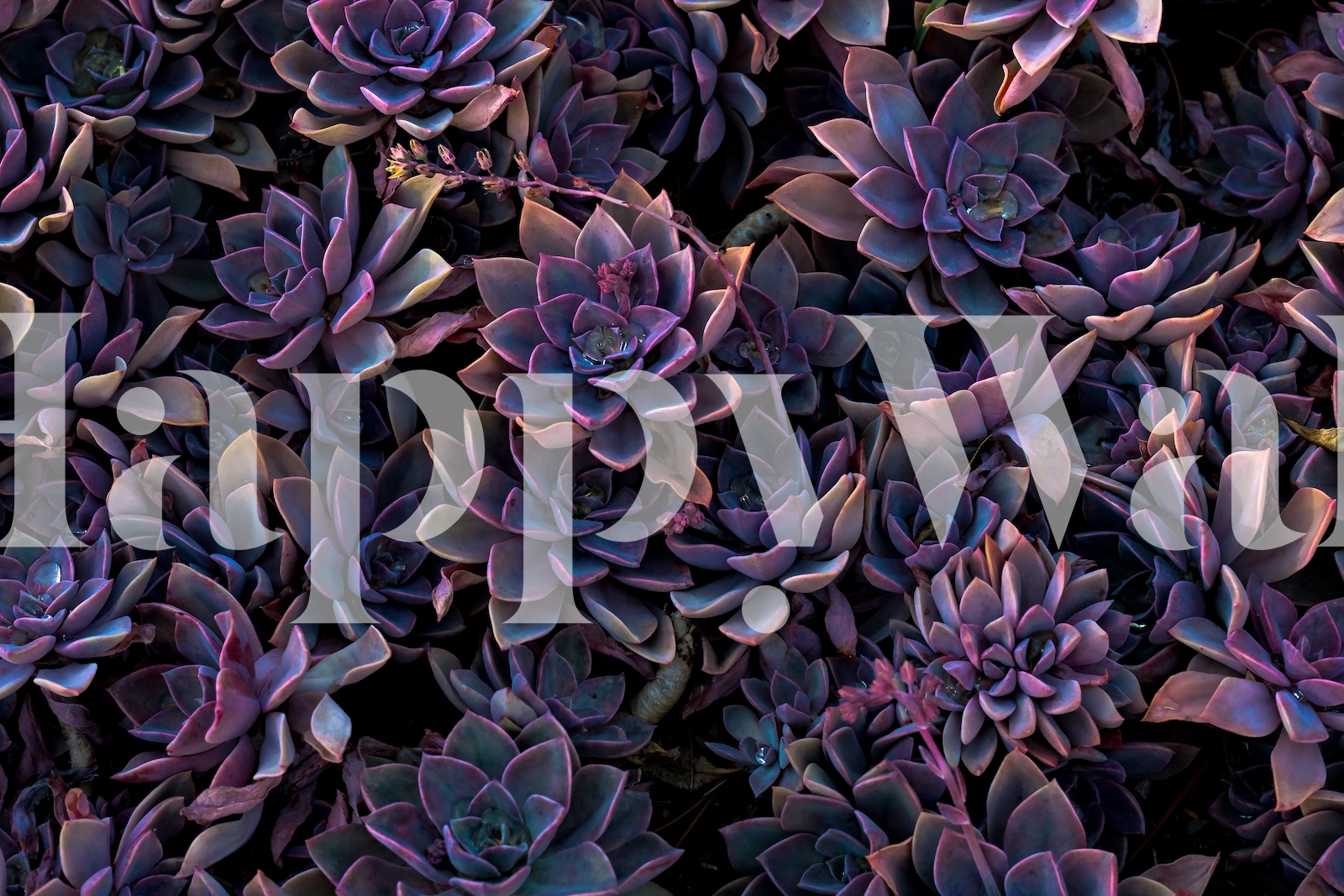 Shop Succulents Purple Wallpaper | Happywall