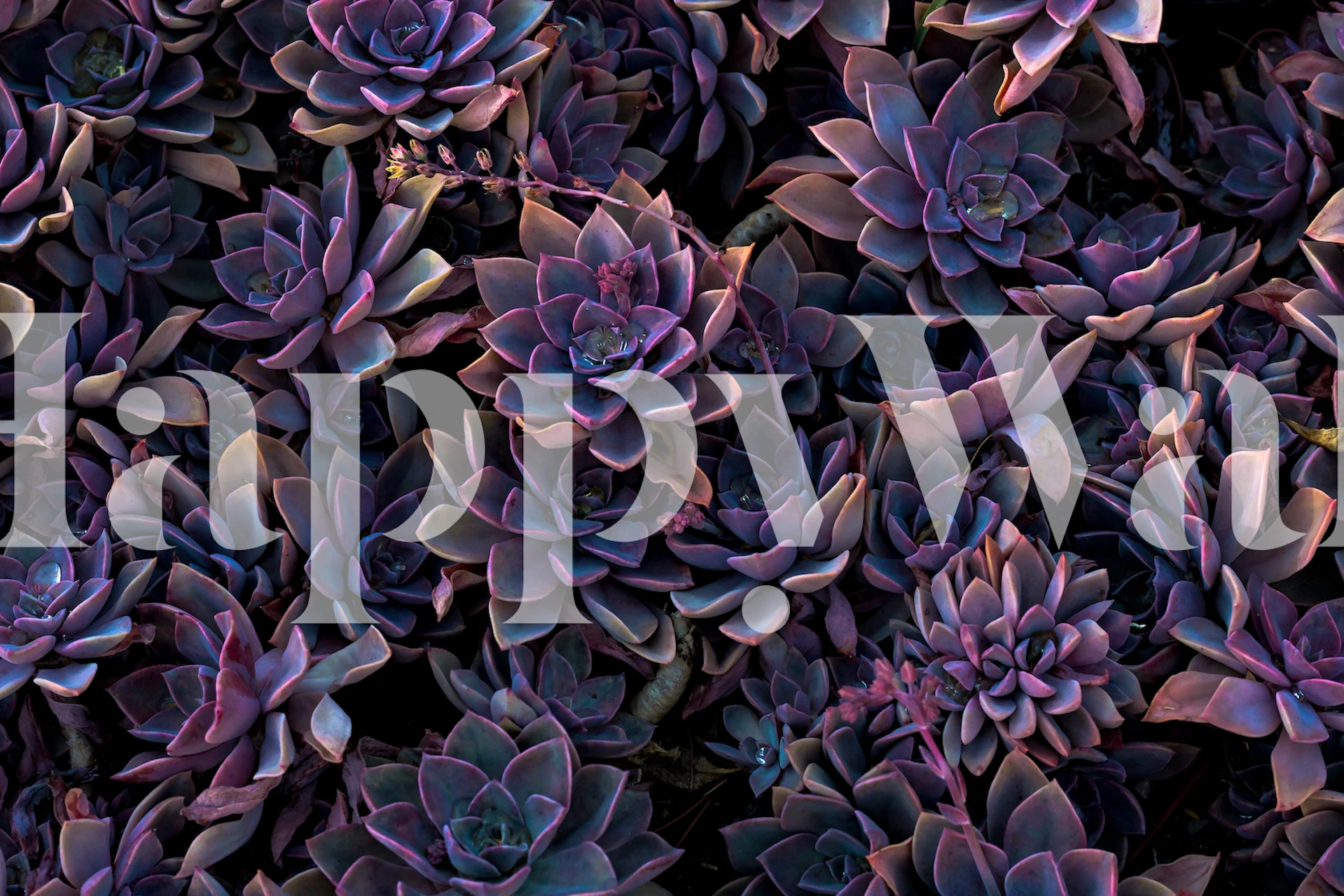 Succulents purple wallpaper design