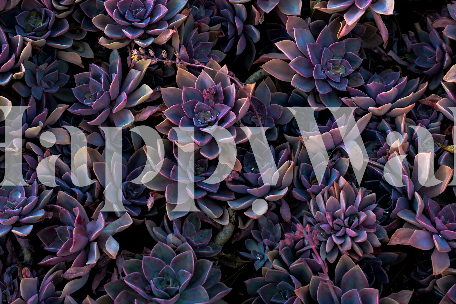 Succulents purple wallpaper design