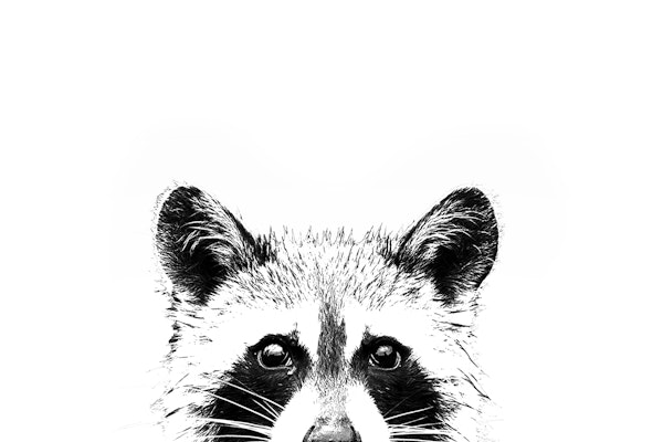 Peekaboo Raccoon