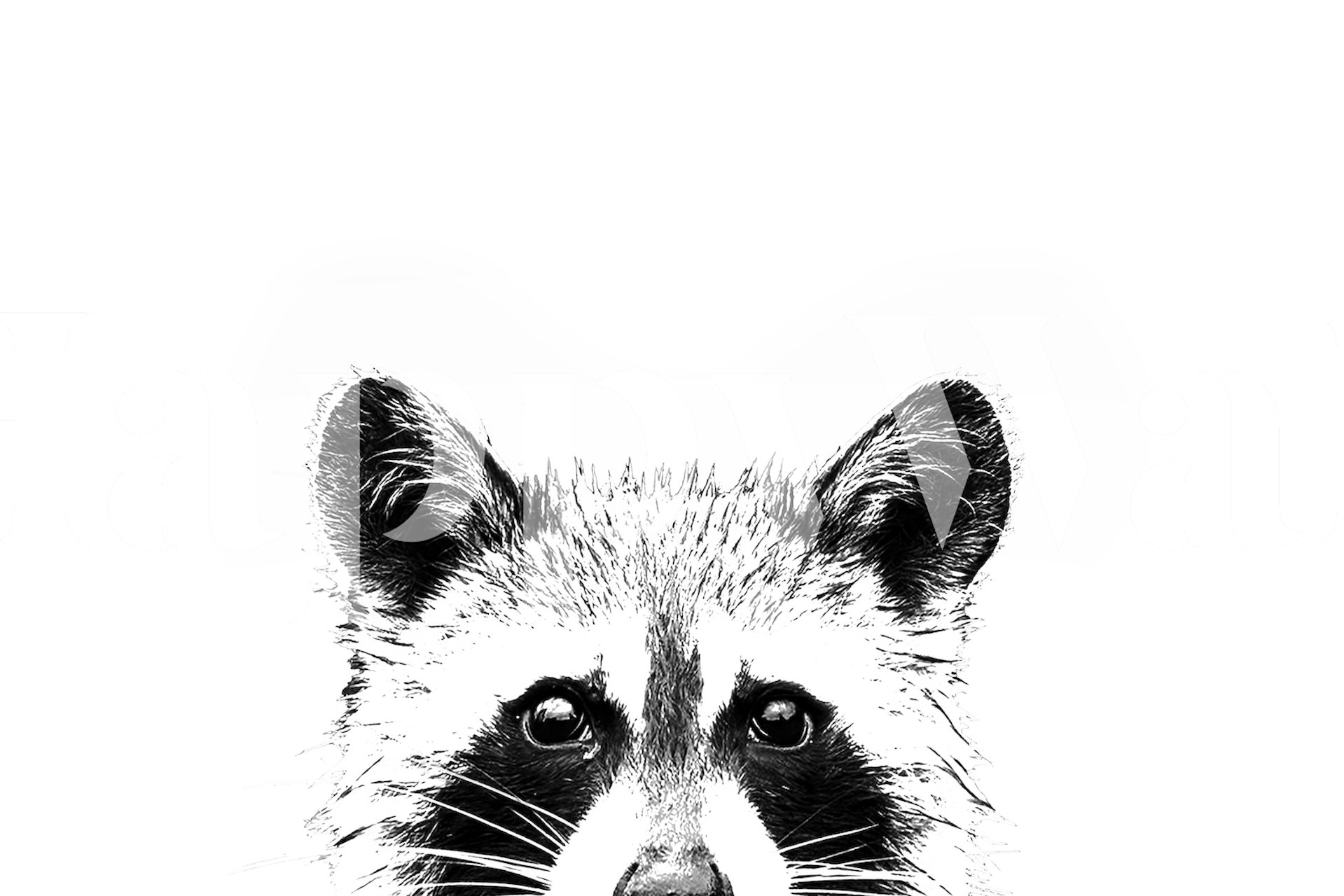 Tapeta Raccoon v nastavení místnosti