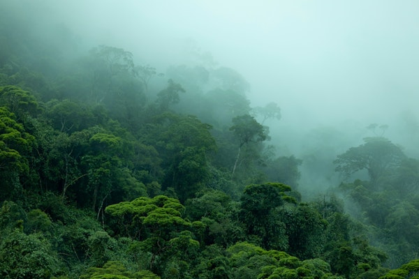 Misty Amazon rainforest