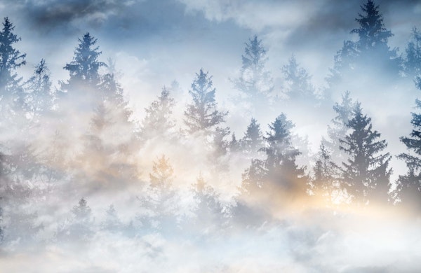 Pastel Forest Dream 2