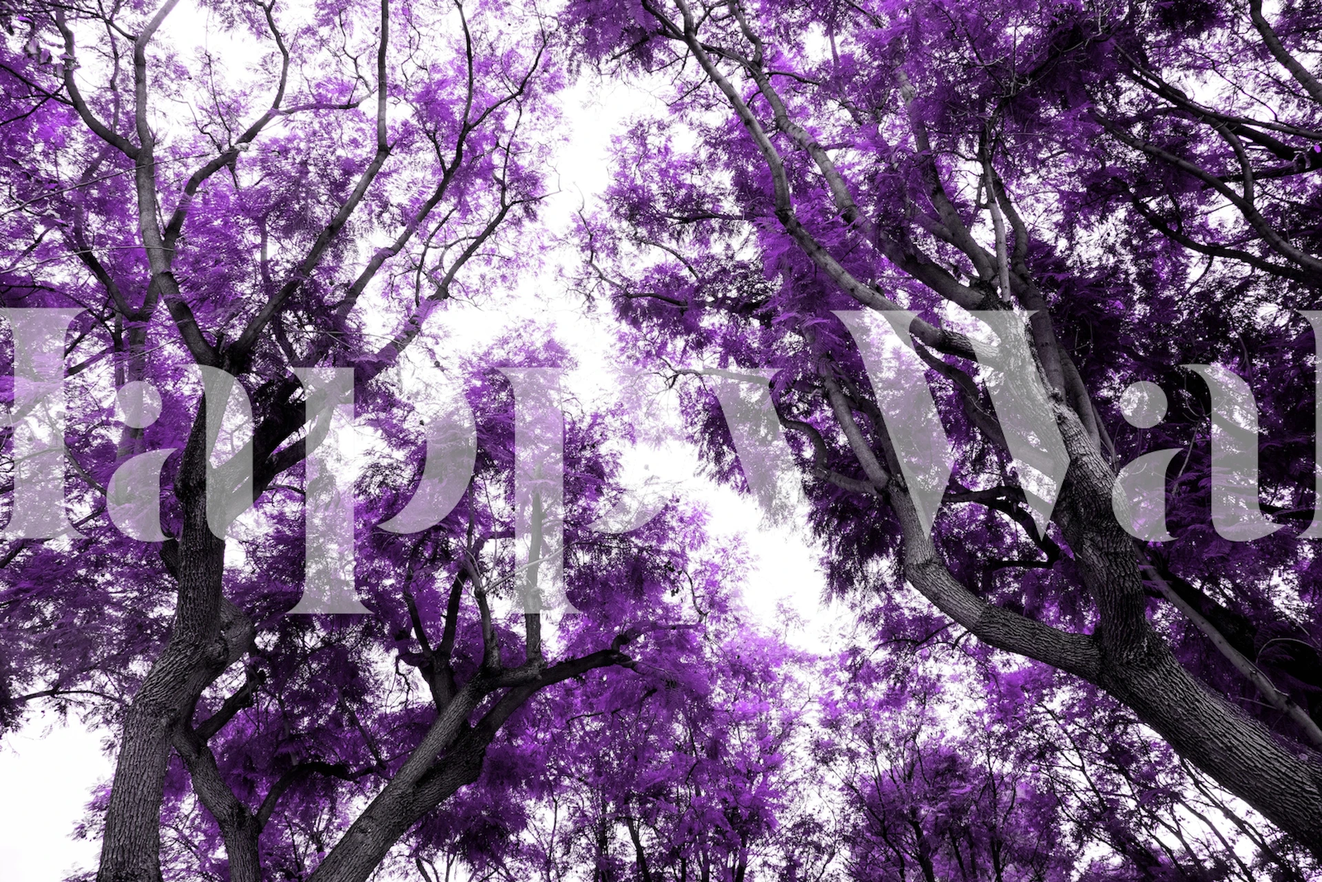 Purple trees against a bright sky wallpaper