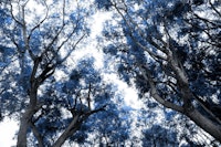 Navy Blue Trees Dream 1 papiers peint