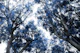 Navy Blue Trees Dream 1