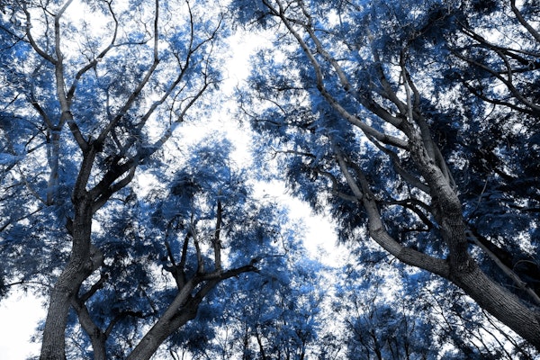 Navy Blue Trees Dream 1