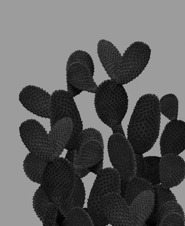 Gray Black Cactus 1
