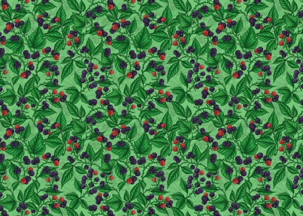 Blackberries on green