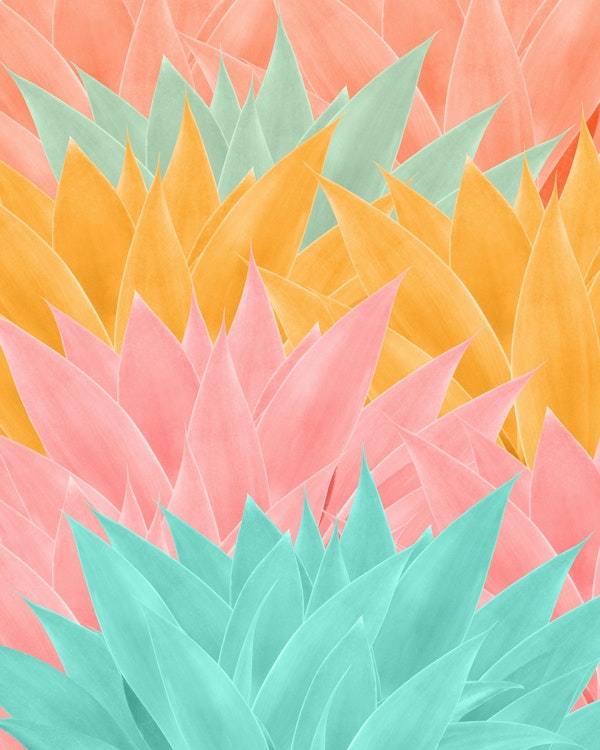 Agave Summer Dream 1