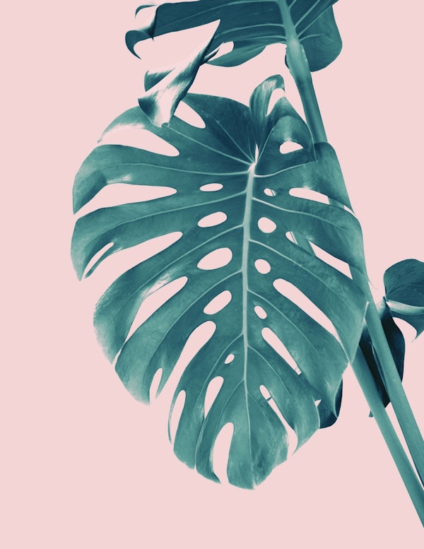 Monstera Delight 3