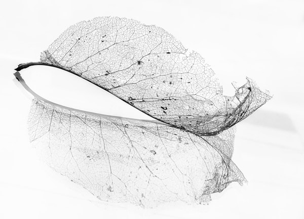 The old leaf