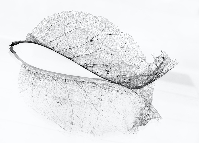 The old leaf wallpaper | Happywall