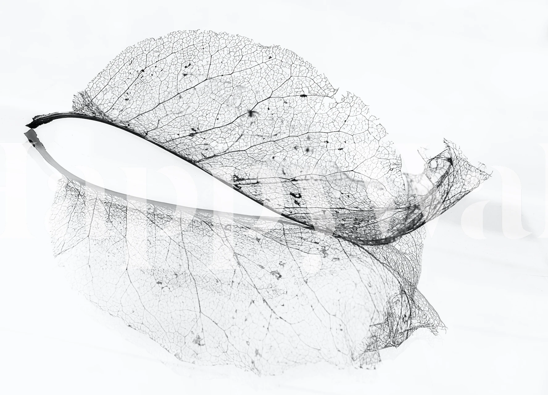 Black and white wall mural featuring a delicate, translucent skeleton of a leaf with visible veins
